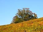 Verzenay - 