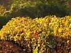 Verzenay - 