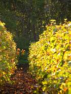 Verzenay - 