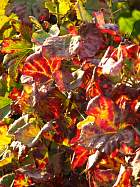 Verzenay - 