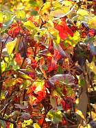 Verzenay - 