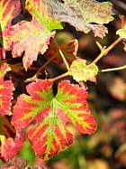 Verzenay - 