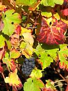 Verzenay - 