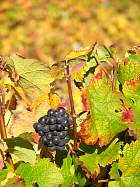 Verzenay - 