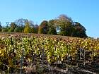 Verzenay - 