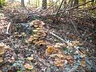 Verzenay - 