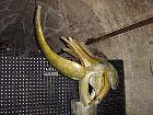 Caves de Champagne - 