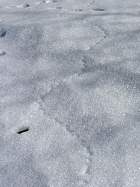 Saint-Hugues - Traces de Campagnol