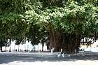 Cienfuegos - Ficus