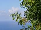 de Corniglia à Manarola - Pistachier