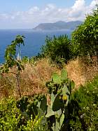 de Corniglia à Manarola - Figues de barbarie