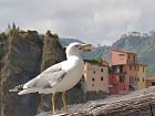 Manarola - 