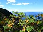 Riomaggiore - Abricots