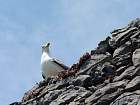 Portovenere - 