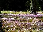 Civray, Chenonceau - Cyclamen