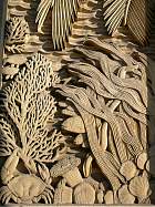 Musée des colonies - Asie