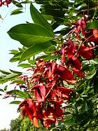 Lac de Côme - Erythrina Crista Galli