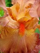 iris - Copper classics