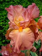 iris - Copper classics