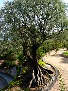 Monaco et la corniche - Monaco