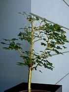 Monaco et la corniche - Monaco