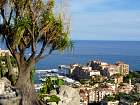 Monaco et la corniche - Beaucarnea recurvata, Mexique