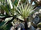 Monaco et la corniche - Yucca torreyi, Mexique, USA