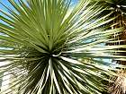 Monaco et la corniche - Yucca thompsoniana, Mexique, USA