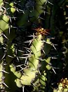 Monaco et la corniche - Euphorbia caerulescens, Afrique du Sud