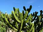 Monaco et la corniche - Myrtyllocactus geometrizans, Mexique
