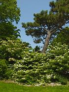 Brooklyn Garden - Cornus nuttali