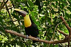  - Toucan de Swainson