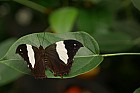  - Heliconius Cydno