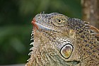 - Iguane