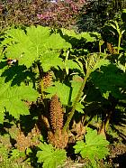 Pointe du - Gunnera manicata