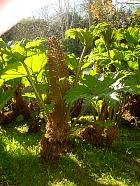 Pointe du - Gunnera manicata