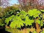 Pointe du - Gunnera manicata