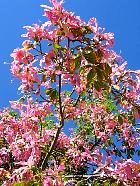 Crète - Ceiba speciosa