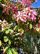 Crète - Ceiba speciosa