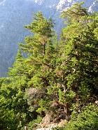 Crète - Pins (Pinus brutia)