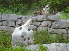 Parc de Mljet - Le chat