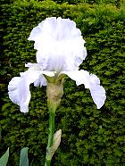 iris - Croun stating