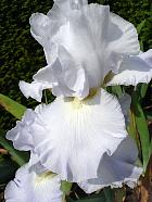 iris - Croun stating