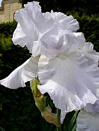 iris - Croun stating