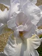 iris - Croun stating