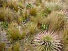 Cuenca - Ichu (herbes), Achupalla (ananas)