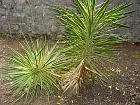 Île de Lopud - Dracena