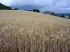 Champs de blé - Sderon (Drme)