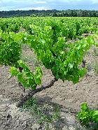 Champs de blé - Vers Grignan