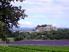 Champs de blé - Grignan